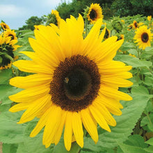 Sunflower Seeds prized for yellow Gardening