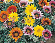 Gazania Gazania Rigens flower Seeds for growers filling out the home garden beds and drought-tolerant backyard spaces