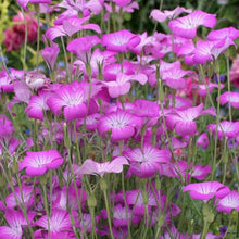 Agrostemma Rose Seeds for seasonal color across the Elegant, Hardy Garden Flowers