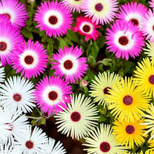 Livingstone Daisy Mix Seeds â€“ Colorful Drought-Tolerant Succulent Blooms