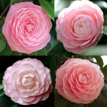 Camellia Seeds for a bright addition to the White Garden