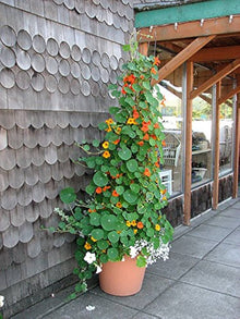 Nasturtium â€˜Jewel Mixâ€™ flower seeds â€“ vibrant edible garden blooms