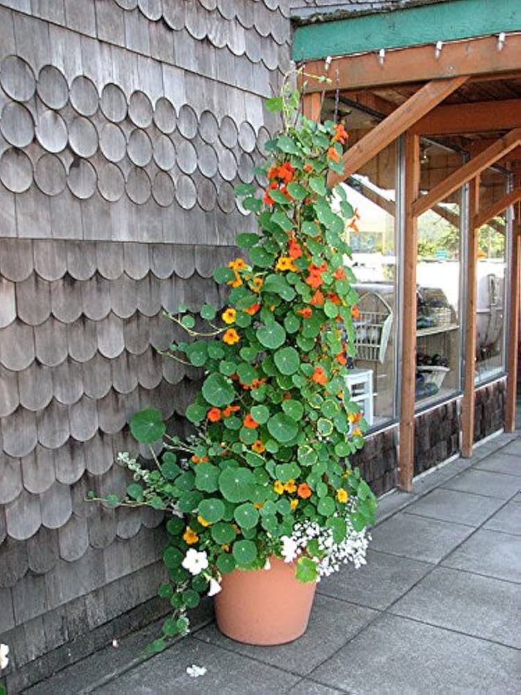 Nasturtium â€˜Jewel Mixâ€™ flower seeds â€“ vibrant edible garden blooms