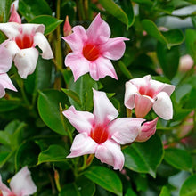 Mandevilla Sanderi flowering plant Seeds for seasonal color across the home garden and vertical gardening