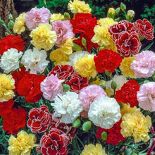Carnation Seeds (Dianthus caryophyllus) for seasonal color across the home garden and pots