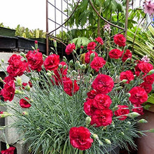 Scarlet Red Carnation Seeds valued for bouquets