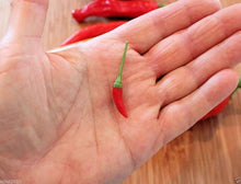 Pepper Capsicum Annuum Burning Bush Hot Seeds for growers stocking the Spicy Kitchen Container Growing