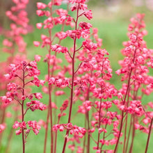 Heuchera Seeds for colorful blooms in the home garden flower bed