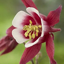 Columbine Aquilegia Canadensis Blue Flower Seeds for Planting – Ideal for Woodland Gardens and Pollinator Spaces