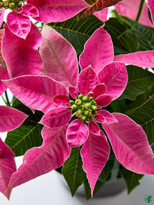 Poinsettia Plants for reliable seasonal color