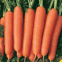 Scarlet Nantes Carrot Seeds for home growers seeking a reliable harvest