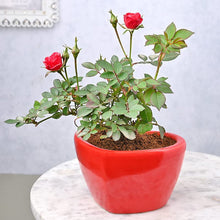 Hellgrau Red Rose Tree Seeds for a lasting addition to the landscape