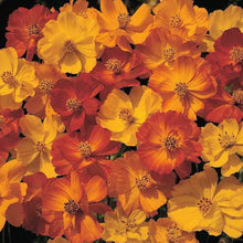 Cosmos Orange Seeds valued for fresh Flower Seeds Count
