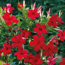 Mandevilla Mandevilla Sanderi climbing flower Seeds for climbing cover in the backyard trellises and home garden fences