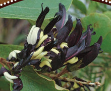 Kennedia nigricans Black Coral Pea seeds