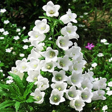 Campanula Campanula medium flower seeds for backyard gardening - for planting in home garden