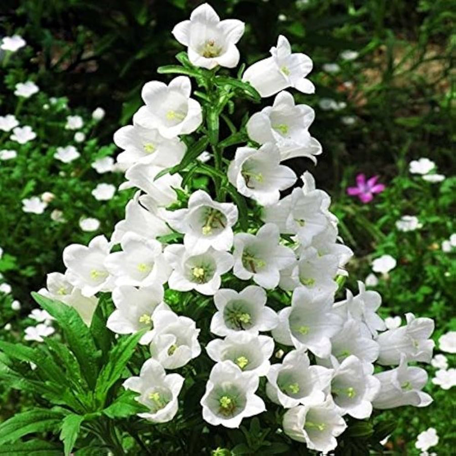 Campanula Campanula medium flower seeds for backyard gardening - for planting in home garden