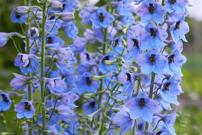 Delphinium Consolida Rakete wildflower seeds