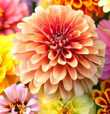 Zinnia Zinnia Elegans Dahlia Flowered Mix Seeds known for flower Seasonal Displays