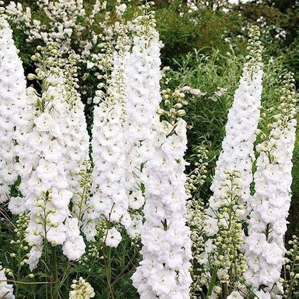 Heirloom Non-GMO Giant White Delphinium Seeds