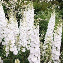 Heirloom Non-GMO Giant White Delphinium Seeds