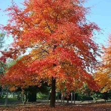 Nyssa Sylvatica Nyssa sylvatica for planting in urban garden