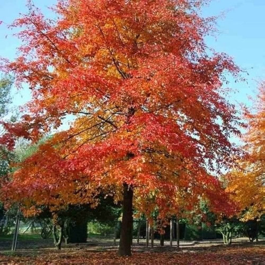 Nyssa Sylvatica Nyssa sylvatica for planting in urban garden
