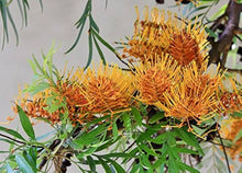 Grevillea Seeds (Grevillea spp.) for growers filling out the Native Australian Garden
