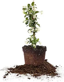 Jasmine Jasminum spp for planting in flower bed