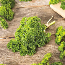 Curled Parsley Seeds (Petroselinum crispum) for a fragrant addition to the herb bed container garden