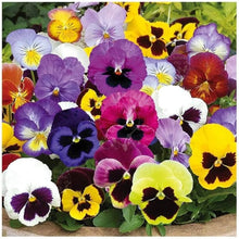 Pansy Giant Mix Seeds for growers filling out the Flower Pots Balcony Gardens