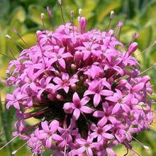 Crosswort Seeds (Phuopsis stylosa) for colorful blooms in the pollinator garden walkway borders