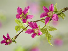 Berry Rubus Spectabilis Salmonberry Seeds grown for pollinator Backyard Harvest