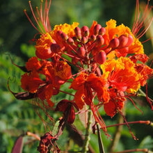 Pride of Barbados Seeds (Caesalpinia pulcherrima) for growers filling out the Urban Flower Border