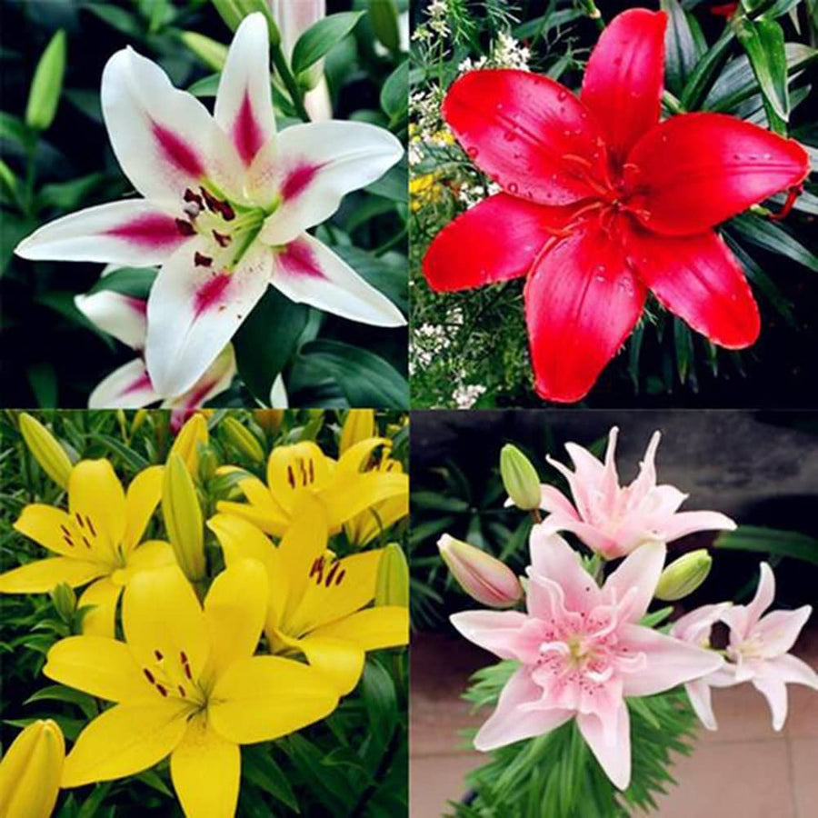 Lily Lilium Candidum flower Seeds for growers filling out the patio planters and backyard garden beds