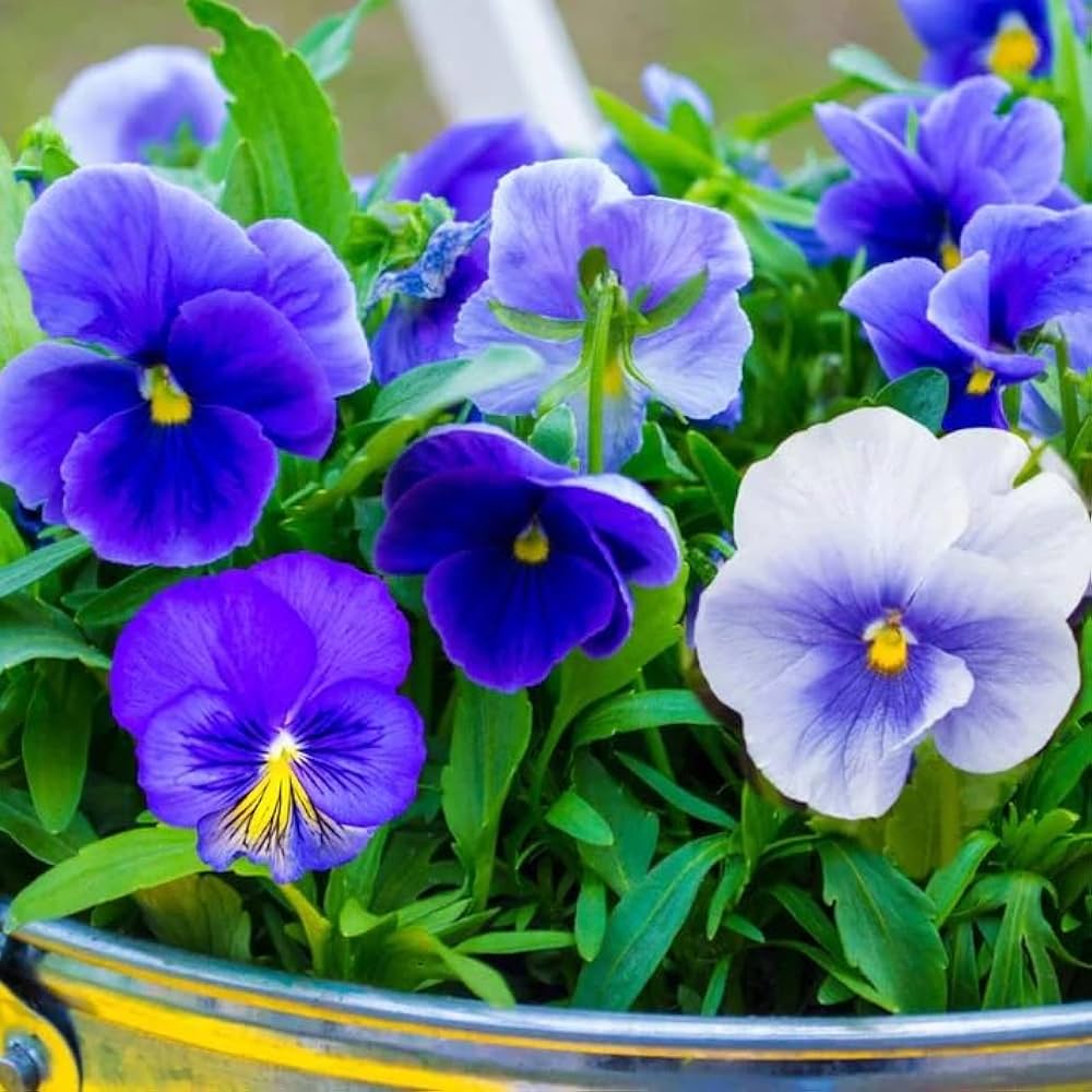 Pansy Flower ��������� Viola ������ wittrockiana ��������� for planting in blue garden