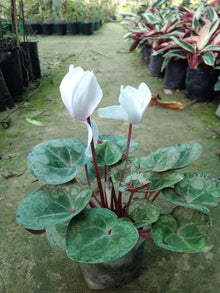 Cyclamen Cyclamen persicum for planting in flower bed