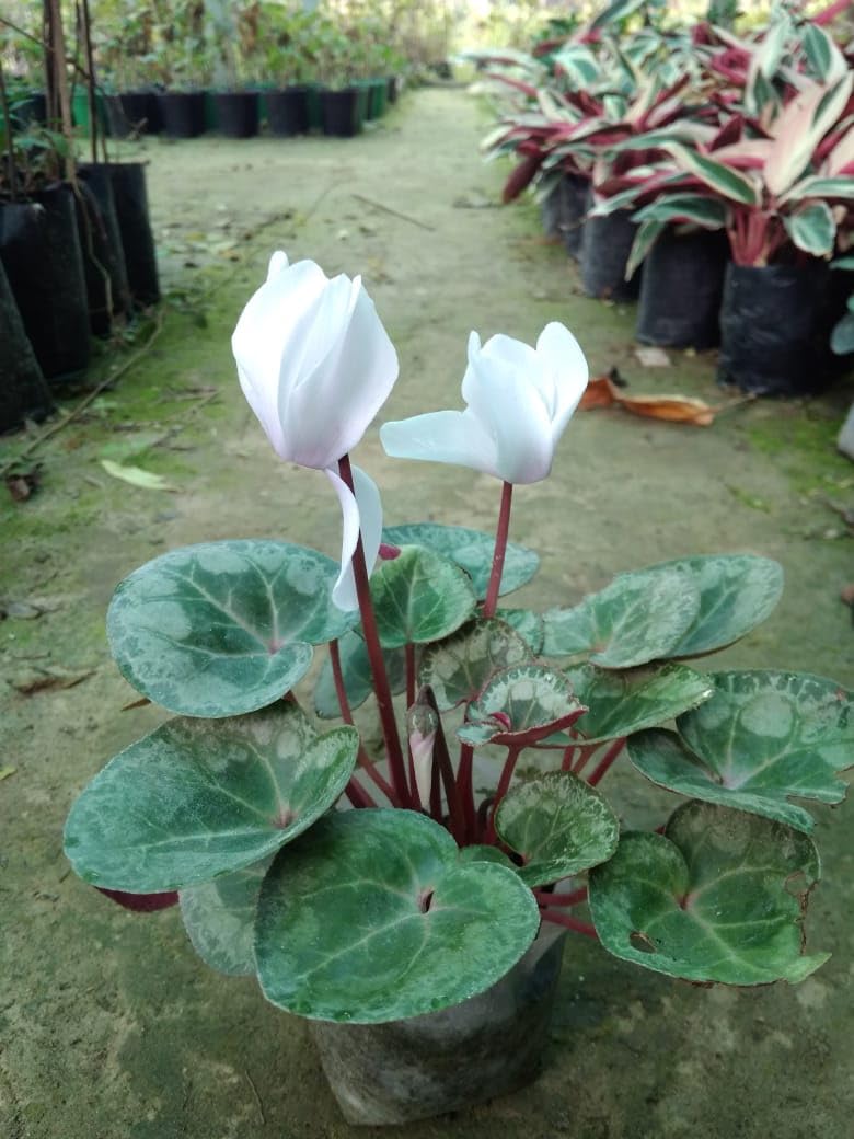 Cyclamen Cyclamen persicum flower seeds in 5 colors for planting in home garden containers - for planting in home garden