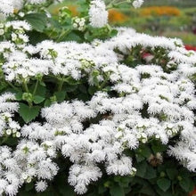 Ageratum Ageratum Mexicanum White Flower Seeds for Planting – Delicate Blooms for Edging and Seasonal Displays