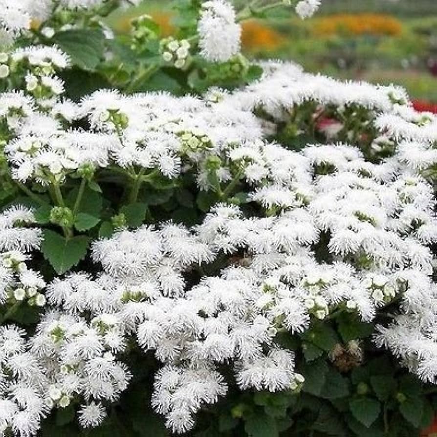 Ageratum Ageratum Mexicanum White Flower Seeds for Planting – Delicate Blooms for Edging and Seasonal Displays