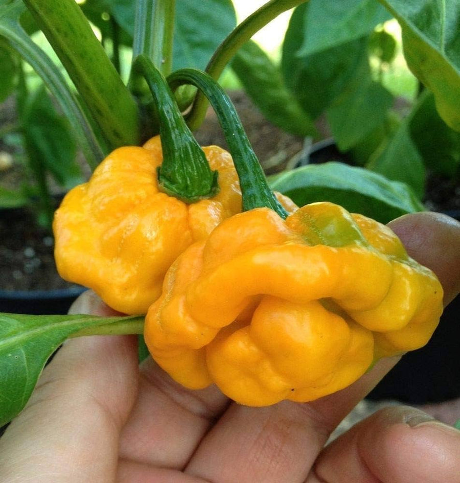MRM x 7 Pot Brown chile pepper plant grown from seeds with dark brown pods and intense heat
