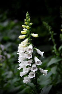 Digitalis Pure White Foxglove Seeds known for elegant White Flowers