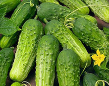 Japanese Long Cucumber Seeds for a productive addition to the vegetable patch
