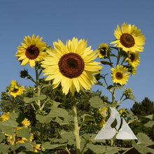 Lemon Queen Sunflower Seeds for growers wanting a homegrown harvest