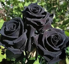 Chinese Black Rose Rosa Chinensis Seeds for seasonal color across the Backyard Gift Gardens