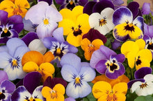 Pansy Viola Tricolor Mixed Seeds for a colorful addition to any planting
