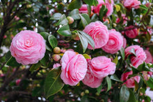 Camellia Seeds for long-term planting in the Home & Garden