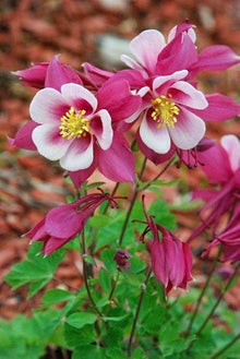 Double White Barlow Columbine Seeds for growers seeking a long-blooming display