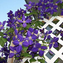Plant Seeds (Clematis ligusticifolia) for fast cover along a fence or wall