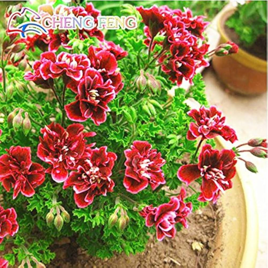 Pelargonium geranium perennial flower seeds